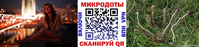 Псилоцибиновые грибы Psilocybe  Купить  Пойковский 